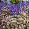 Indás ínfű – Ajuga reptans 'Burgundy Glow'