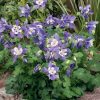 Harangláb – Aquilegia caerulea 'Spring Magic Navy and White'