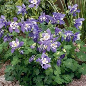   Harangláb – Aquilegia caerulea 'Spring Magic Navy and White'