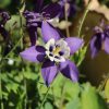 Harangláb – Aquilegia caerulea 'Spring Magic Navy and White'