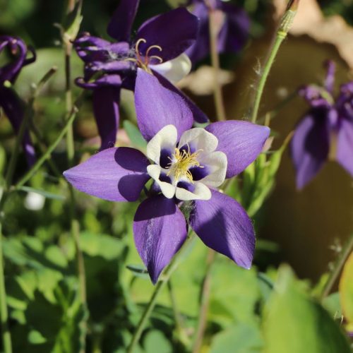 Harangláb – Aquilegia caerulea 'Spring Magic Navy and White'