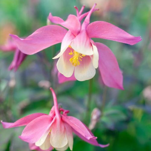 Harangláb – Aquilegia caerulea 'Spring Magic Rose and White'