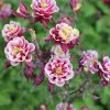 Harangláb – Aquilegia caerulea 