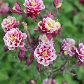 Harangláb – Aquilegia caerulea 