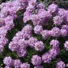Boróka-levelű pázsitszegfű – Armeria juniperifolia