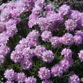Boróka-levelű pázsitszegfű – Armeria juniperifolia
