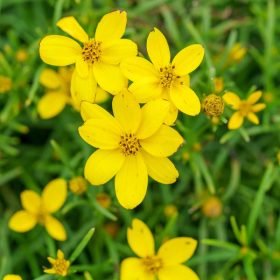 Menyecskeszem – Coreopsis verticillata 'Zagreb'