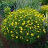 Menyecskeszem – Coreopsis verticillata 'Zagreb'
