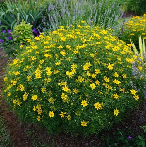 Menyecskeszem – Coreopsis verticillata 'Zagreb'