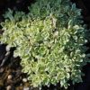 Pozsgafa – Crassula setulosa var. curta