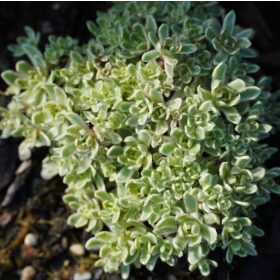 Pozsgafa – Crassula setulosa var. curta