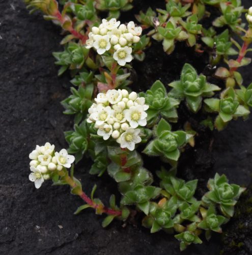 Pozsgafa – Crassula setulosa var. curta