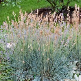 Deres csenkesz – Festuca cinerea