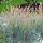Deres csenkesz – Festuca cinerea
