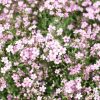 Kúszó fátyolvirág – Gypsophila repens 'Filou Rose'