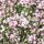 Kúszó fátyolvirág – Gypsophila repens 'Filou Rose'