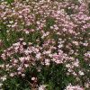 Kúszó fátyolvirág – Gypsophila repens 'Filou Rose'