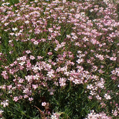 Kúszó fátyolvirág – Gypsophila repens 'Filou Rose'