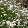 Kúszó fátyolvirág – Gypsophila repens 'Filou White'
