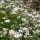 Kúszó fátyolvirág – Gypsophila repens 'Filou White'