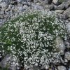 Kúszó fátyolvirág – Gypsophila repens 'Filou White'