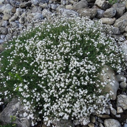 Kúszó fátyolvirág – Gypsophila repens 'Filou White'