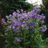 Kék csatavirág – Polemonium caeruleum