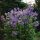 Kék csatavirág – Polemonium caeruleum