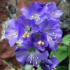 Kék csatavirág – Polemonium caeruleum
