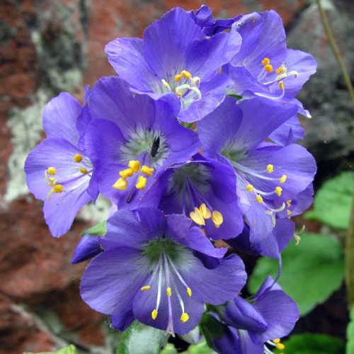 Kék csatavirág – Polemonium caeruleum