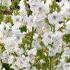 Fehér csatavirág – Polemonium caeruleum 'Alba'