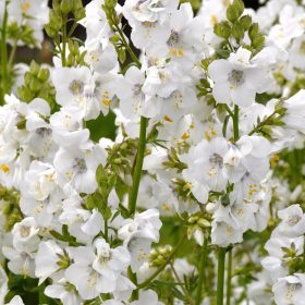 Fehér csatavirág – Polemonium caeruleum 'Alba'