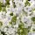 Fehér csatavirág – Polemonium caeruleum 'Alba'