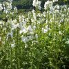 Fehér csatavirág – Polemonium caeruleum 'Alba'