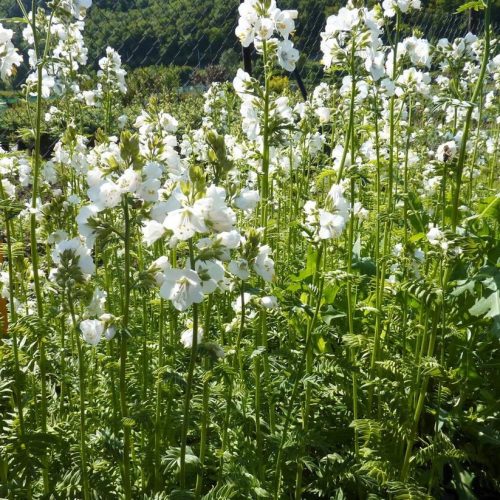 Fehér csatavirág – Polemonium caeruleum 'Alba'