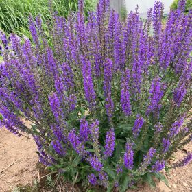  Ligeti zsálya – Salvia × superba 'Merleau Blue'