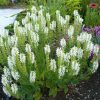 Ligeti zsálya – Salvia × superba 'Merleau White'