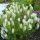 Ligeti zsálya – Salvia × superba 'Merleau White'