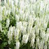 Ligeti zsálya – Salvia × superba 'Merleau White'