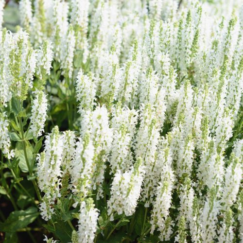 Ligeti zsálya – Salvia × superba 'Merleau White'