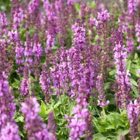   Ligeti zsálya – Salvia × superba 'Merleau Rose'