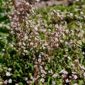 Kőtörőfű – Saxifraga urbium 'Aureopunctata'