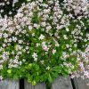 Kőtörőfű – Saxifraga urbium 'Aureopunctata'