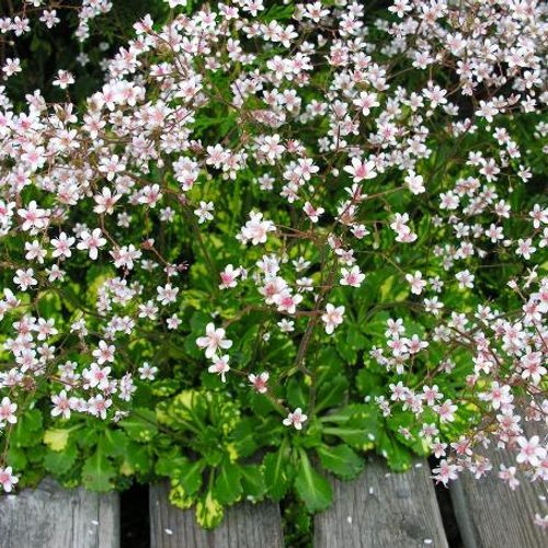 Kőtörőfű – Saxifraga urbium 'Aureopunctata'