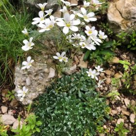 Kőtörőfű – Saxifraga × urbium 'Kath Dryden'