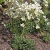 Kőtörőfű – Saxifraga × urbium 'Kath Dryden'