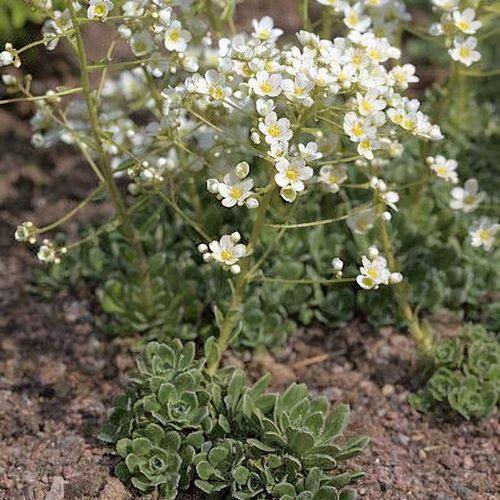 Kőtörőfű – Saxifraga × urbium 'Kath Dryden'