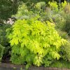 Szívlevelű arália – Aralia cordata 'Sun King'