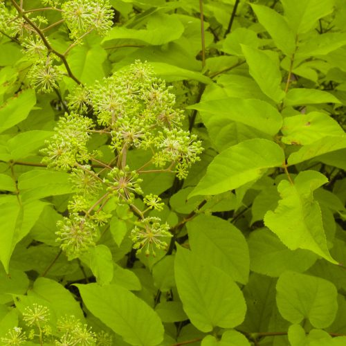 Szívlevelű arália – Aralia cordata 'Sun King'
