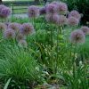 Csillagvirágú díszhagyma – Allium cristophii